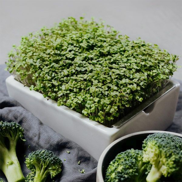 Brokkoli Saatpads für Microgreens 30 g