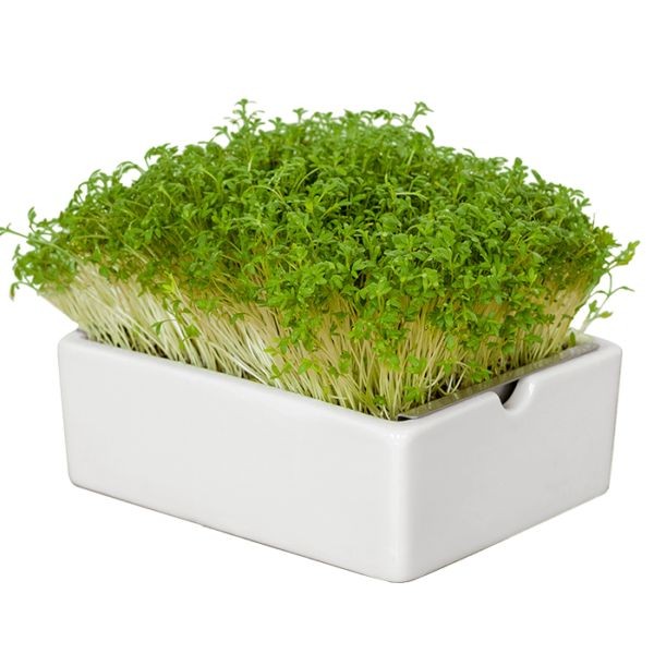 Gartenkresse Saatpads für Microgreens 30 g